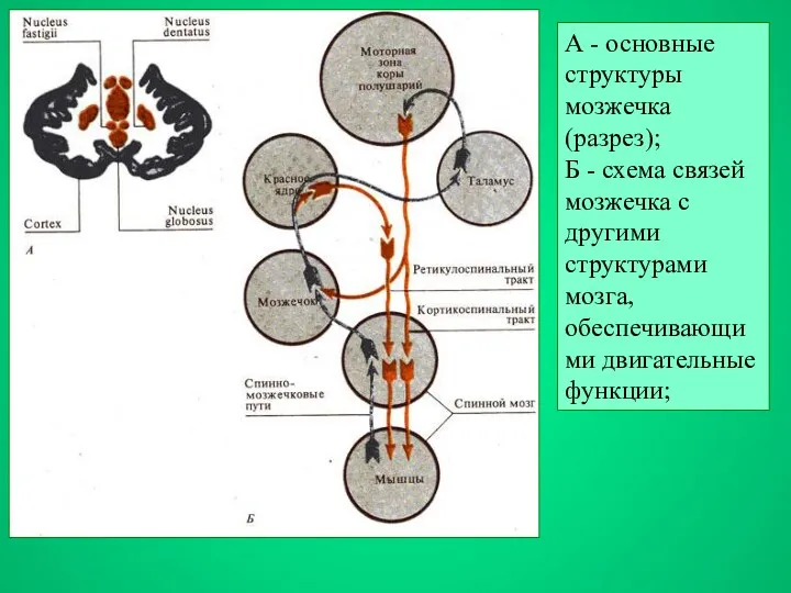 А - основные структуры мозжечка (разрез); Б - схема связей