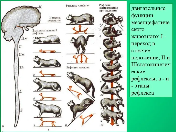 двигательные функции мезенцефалического животного: I - переход в стоячее положение,