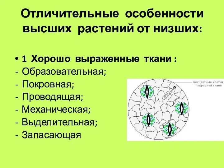 Отличительные особенности высших растений от низших: 1 Хорошо выраженные ткани