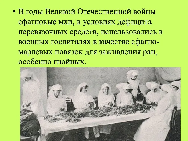 В годы Великой Отечественной войны сфагновые мхи, в условиях дефицита