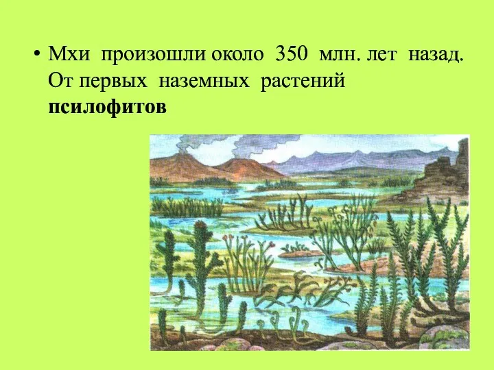 Мхи произошли около 350 млн. лет назад. От первых наземных растений псилофитов