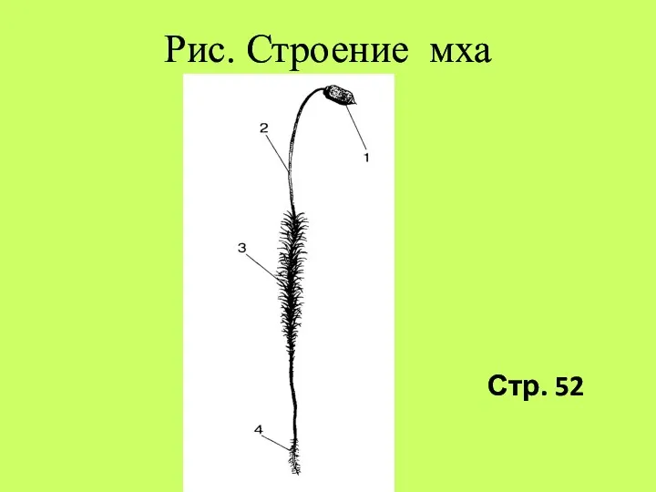 Рис. Строение мха Стр. 52