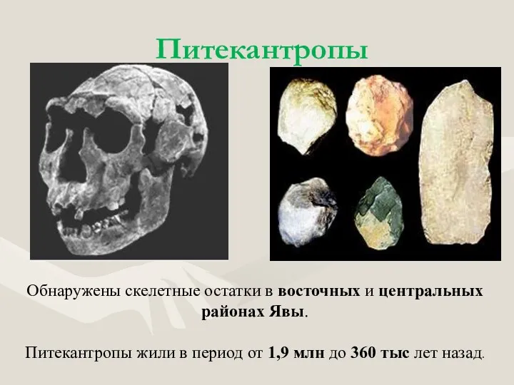 Питекантропы Обнаружены скелетные остатки в восточных и центральных районах Явы.