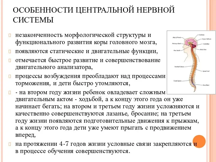 ОСОБЕННОСТИ ЦЕНТРАЛЬНОЙ НЕРВНОЙ СИСТЕМЫ незаконченность морфологической структуры и функционального развития