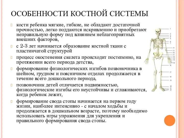 ОСОБЕННОСТИ КОСТНОЙ СИСТЕМЫ кости ребенка мягкие, гибкие, не обладают достаточной