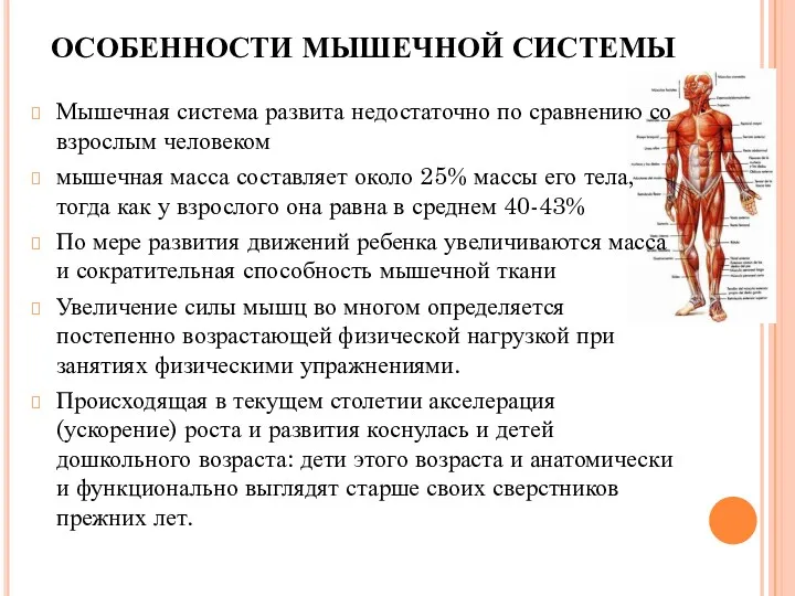 ОСОБЕННОСТИ МЫШЕЧНОЙ СИСТЕМЫ Мышечная система развита недостаточно по сравнению со