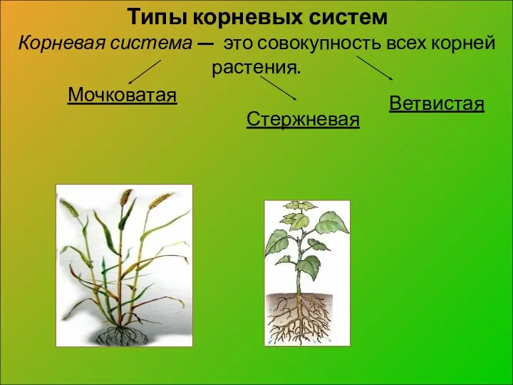 Мочковатая Стержневая Типы корневых систем Корневая система — это совокупность всех корней растения. Ветвистая