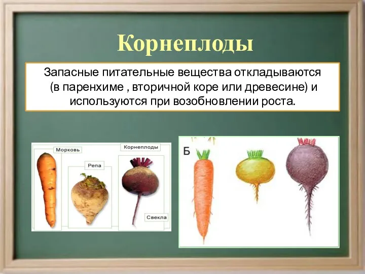 Корнеплоды Запасные питательные вещества откладываются (в паренхиме , вторичной коре