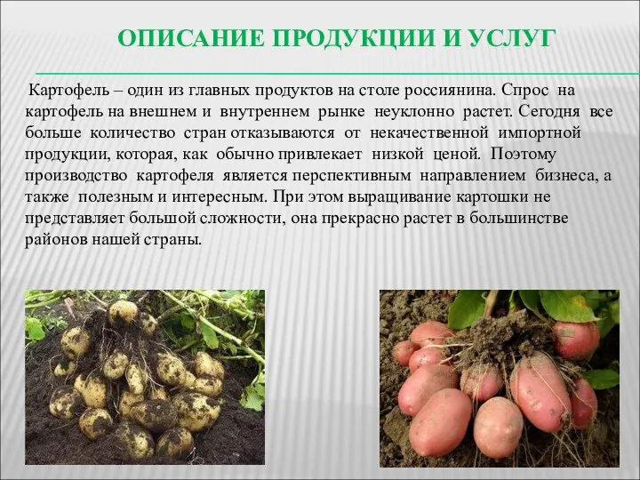 ОПИСАНИЕ ПРОДУКЦИИ И УСЛУГ Картофель – один из главных продуктов на столе россиянина.