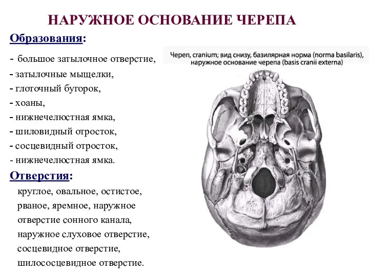 НАРУЖНОЕ ОСНОВАНИЕ ЧЕРЕПА Образования: - большое затылочное отверстие, - затылочные