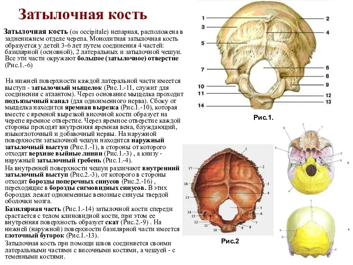 Затылочная кость Затылочная кость (os occipitale) непарная, расположена в задненижнем