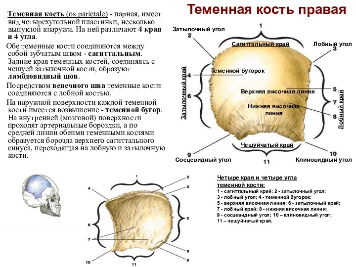 Теменная кость правая Теменная кость (os parietale) - парная, имеет