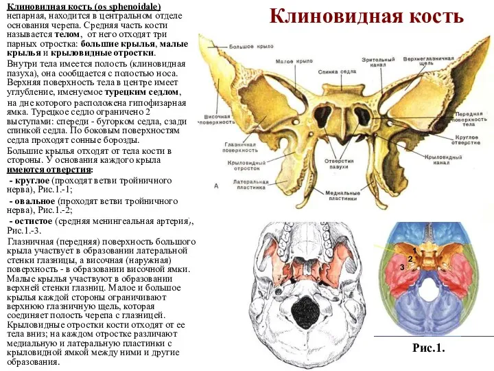 Клиновидная кость Клиновидная кость (os sphenoidale) непарная, находится в центральном