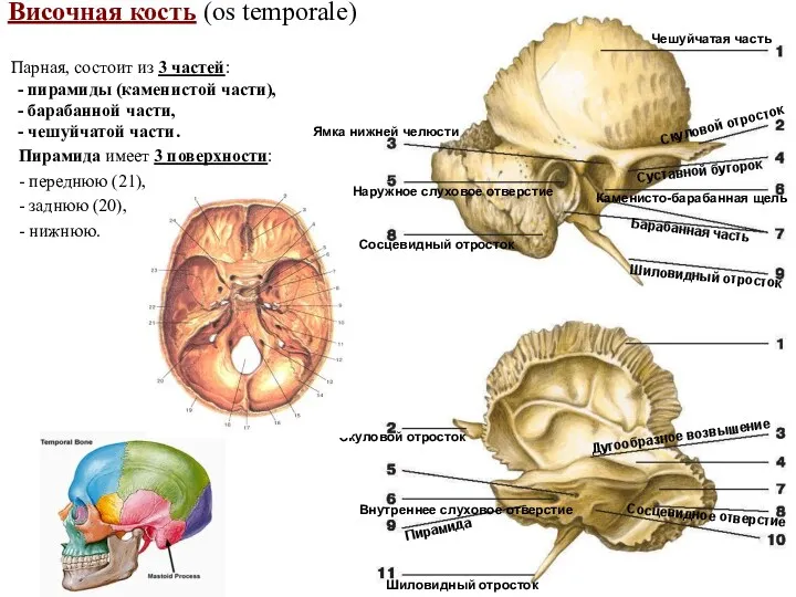 Височная кость (os temporale) Парная, состоит из 3 частей: -