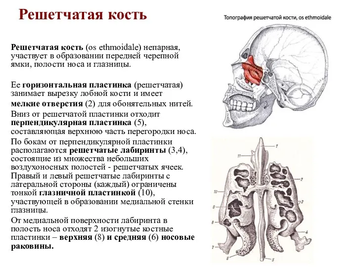 Решетчатая кость Решетчатая кость (os ethmoidale) непарная, участвует в образовании