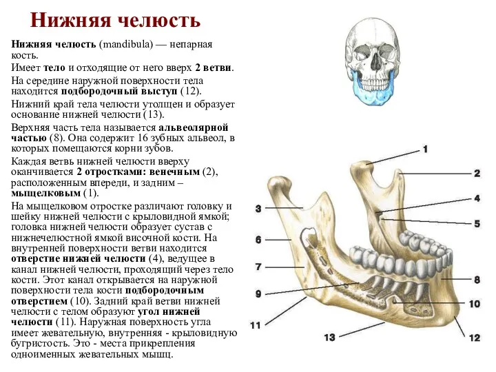 Нижняя челюсть Нижняя челюсть (mandibula) — непарная кость. Имеет тело