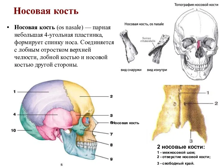 Носовая кость Носовая кость (os nasale) — парная небольшая 4-угольная