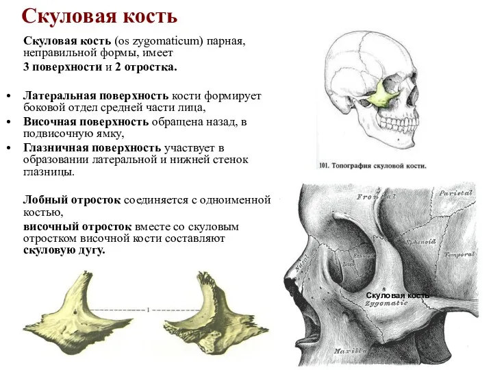 Скуловая кость Скуловая кость (os zygomaticum) парная, неправильной формы, имеет