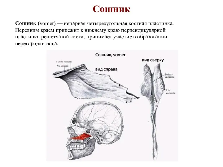 Сошник Сошник (vomer) — непарная четырехугольная костная пластинка. Передним краем