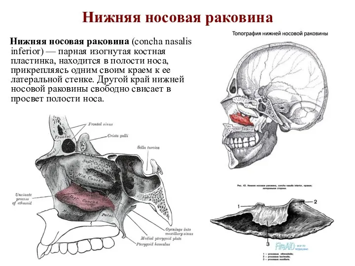 Нижняя носовая раковина Нижняя носовая раковина (concha nasalis inferior) —