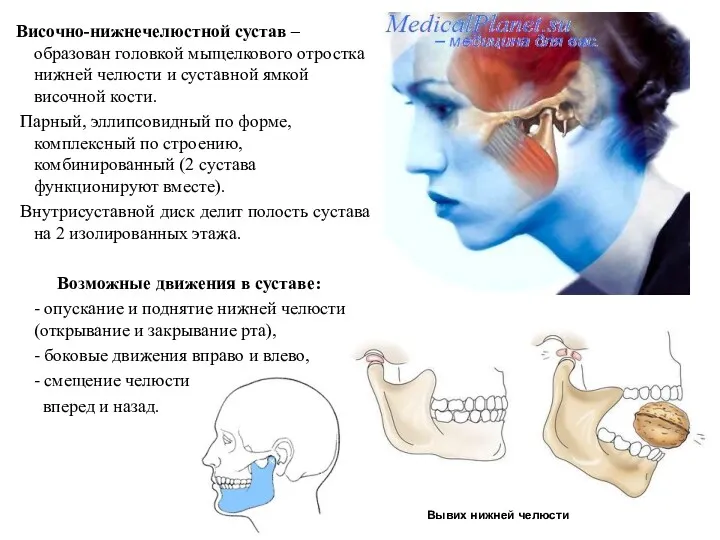 Височно-нижнечелюстной сустав – образован головкой мыщелкового отростка нижней челюсти и