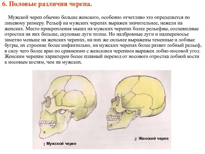 6. Половые различия черепа. Мужской череп обычно больше женского, особенно