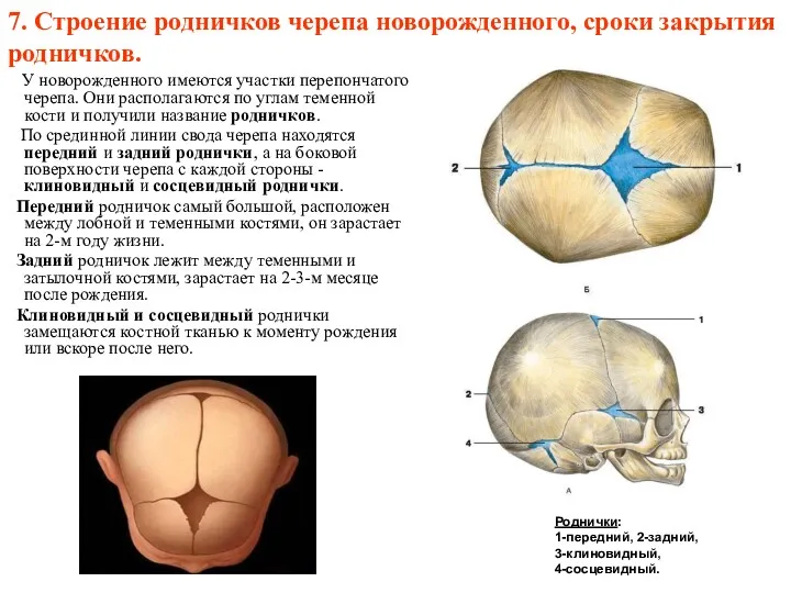 7. Строение родничков черепа новорожденного, сроки закрытия родничков. У новорожденного