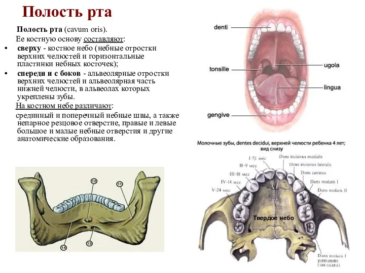 Полость рта Полость рта (cavum oris). Ее костную основу составляют: