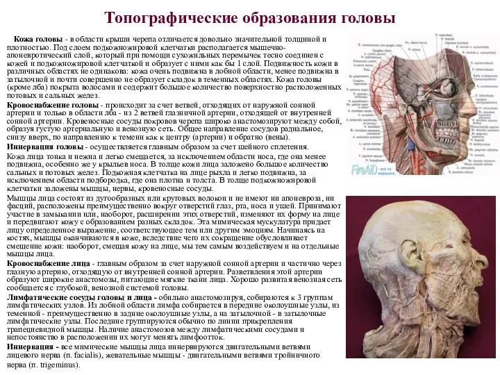 Топографические образования головы Кожа головы - в области крыши черепа