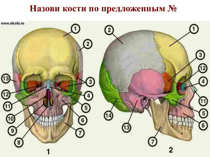 Назови кости по предложенным №