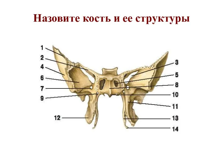 Назовите кость и ее структуры