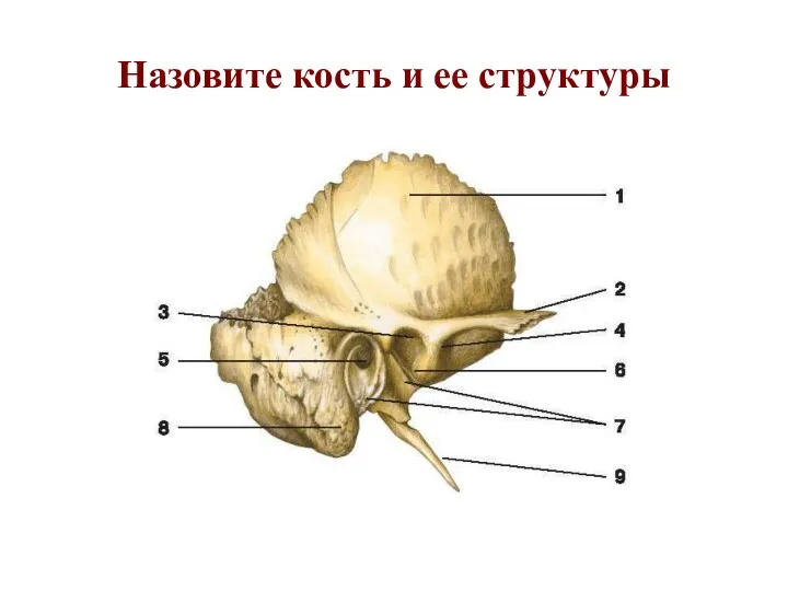 Назовите кость и ее структуры