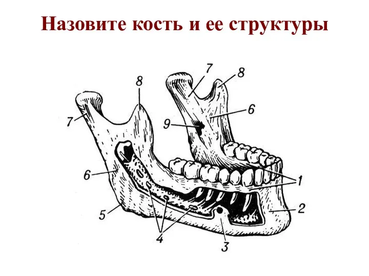 Назовите кость и ее структуры