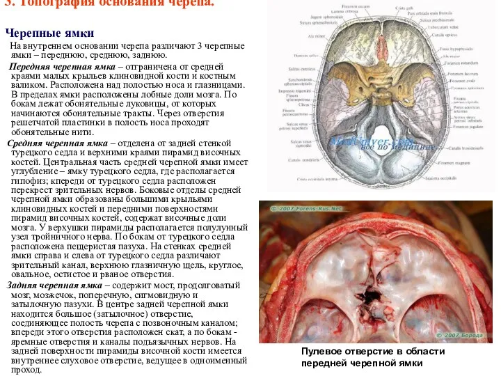 3. Топография основания черепа. Черепные ямки На внутреннем основании черепа