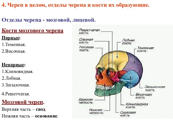 4. Череп в целом, отделы черепа и кости их образующие.