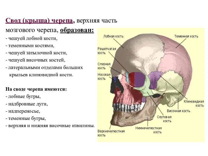 Свод (крыша) черепа, верхняя часть мозгового черепа, образован: - чешуей