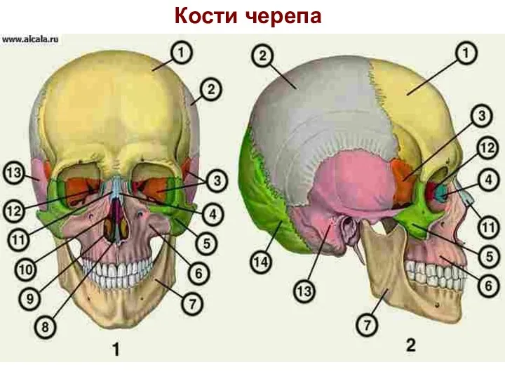 Кости черепа