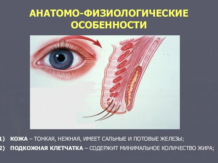 АНАТОМО-ФИЗИОЛОГИЧЕСКИЕ ОСОБЕННОСТИ КОЖА – ТОНКАЯ, НЕЖНАЯ, ИМЕЕТ САЛЬНЫЕ И ПОТОВЫЕ