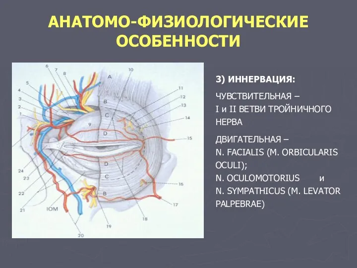 АНАТОМО-ФИЗИОЛОГИЧЕСКИЕ ОСОБЕННОСТИ 3) ИННЕРВАЦИЯ: ЧУВСТВИТЕЛЬНАЯ – I и II ВЕТВИ