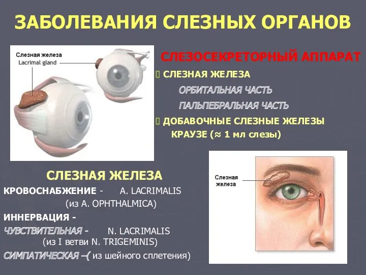 ЗАБОЛЕВАНИЯ СЛЕЗНЫХ ОРГАНОВ СЛЕЗОСЕКРЕТОРНЫЙ АППАРАТ СЛЕЗНАЯ ЖЕЛЕЗА ОРБИТАЛЬНАЯ ЧАСТЬ ПАЛЬПЕБРАЛЬНАЯ