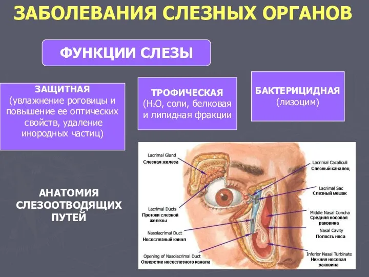 ЗАБОЛЕВАНИЯ СЛЕЗНЫХ ОРГАНОВ ЗАЩИТНАЯ (увлажнение роговицы и повышение ее оптических