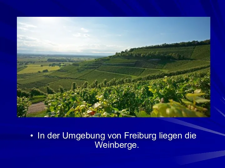 In der Umgebung von Freiburg liegen die Weinberge.