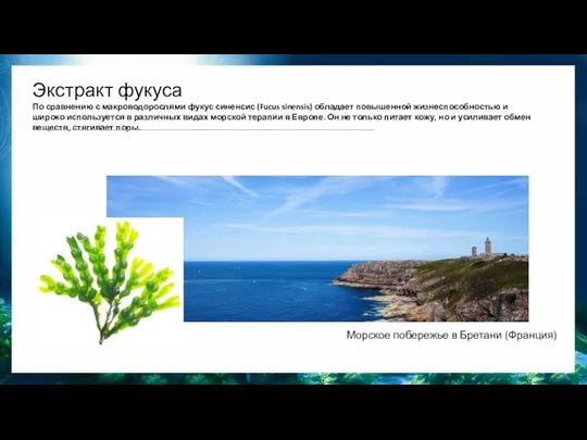 Экстракт фукуса По сравнению с макроводорослями фукус синенсис (Fucus sinensis)