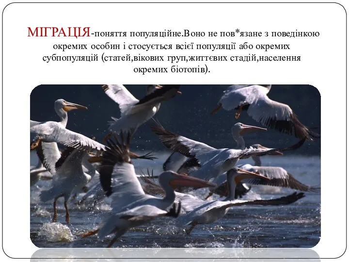МІГРАЦІЯ-поняття популяційне.Воно не пов*язане з поведінкою окремих особин і стосується
