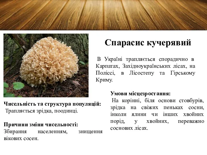 Спарасис кучерявий В Україні трапляється спорадично в Карпатах, Західноукраїнських лісах,