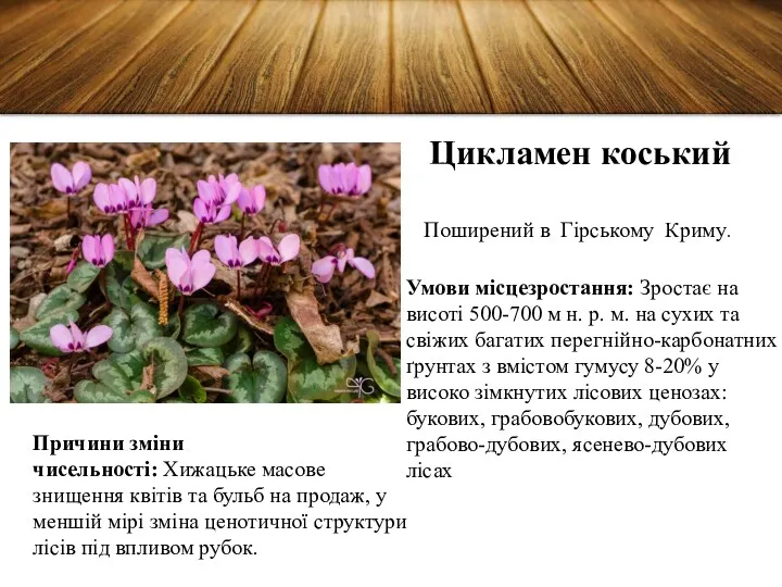 Цикламен коський Поширений в Гірському Криму. Умови місцезростання: Зростає на