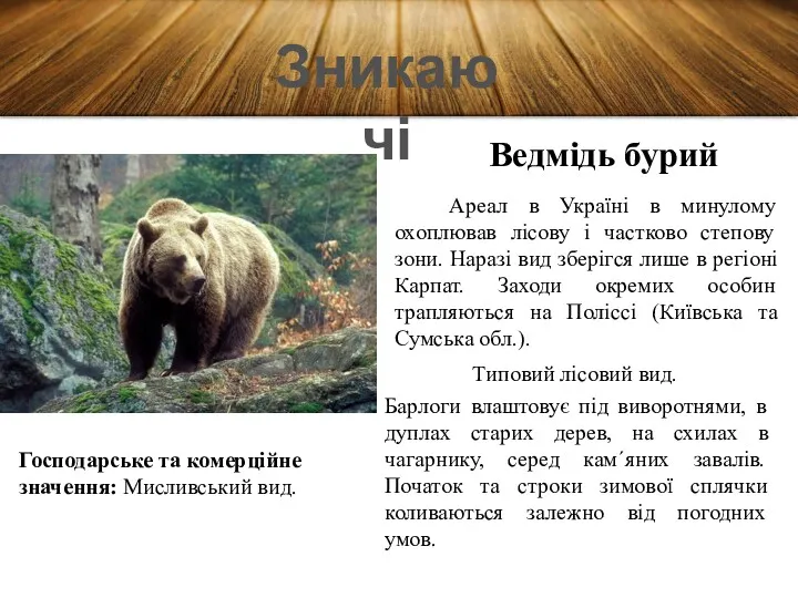 Зникаючі Ведмідь бурий Ареал в Україні в минулому охоплював лісову