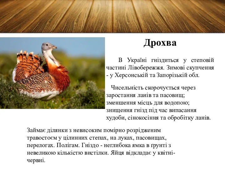 Дрохва В Україні гніздиться у степовій частині Лівобережжя. Зимові скупчення