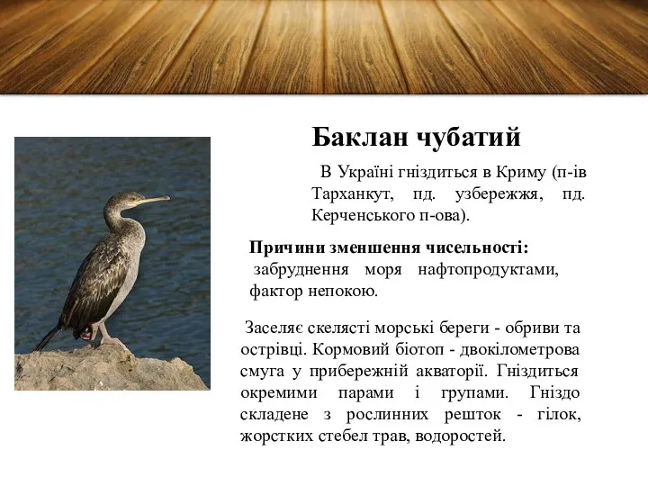 В Україні гніздиться в Криму (п-ів Тарханкут, пд. узбережжя, пд.