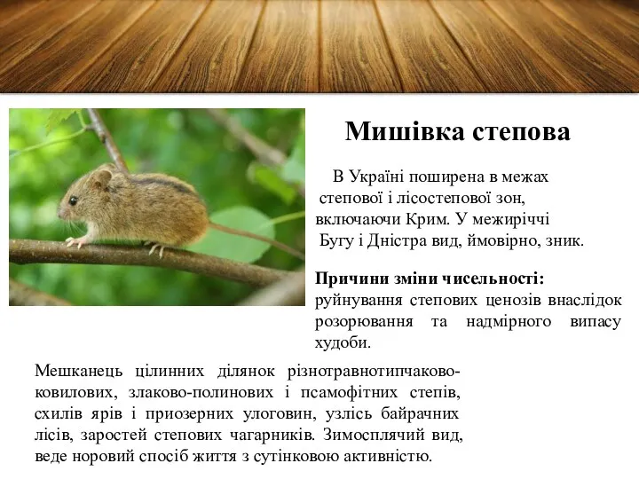 Мишівка степова В Україні поширена в межах степової і лісостепової